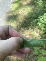 Solidago arguta
