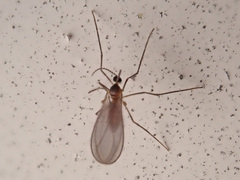 Cecidomyiidae