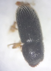 Scolytinae