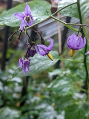 Solanum dulcamara