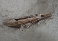 Pediasia trisecta