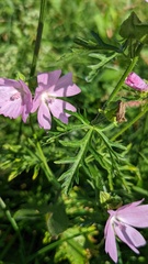 Malva moschata