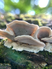 Gloeoporus dichrous