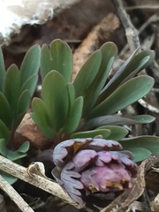 Corydalis solida