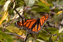 Danaus plexippus