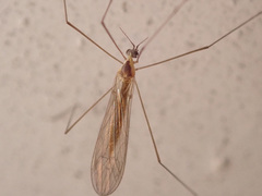 Gonomyia