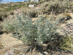 Lupinus padre-crowleyi