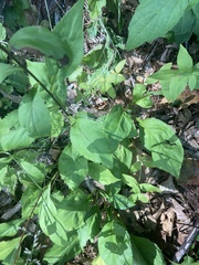 Solidago arguta