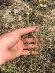 Erigeron breweri porphyreticus