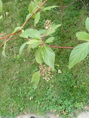 Cornus alba