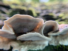 Gloeoporus dichrous
