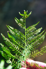 Athyrium filix-femina