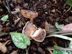 Agrocybe putaminum