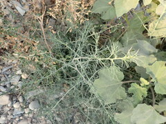 Salsola tragus