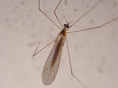 Gonomyia