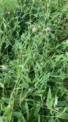 Persicaria sagittata