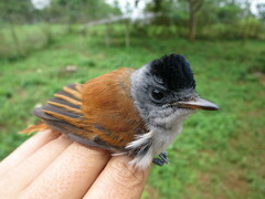 Terpsiphone atrochalybeia