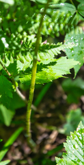Athyrium filix-femina