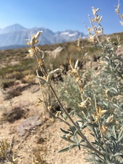 Lupinus padre-crowleyi