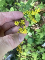 Solidago arguta