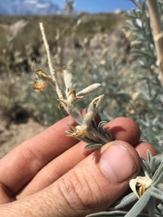 Lupinus padre-crowleyi