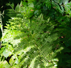 Athyrium filix-femina