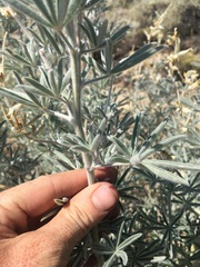 Lupinus padre-crowleyi