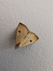 Rivula sericealis