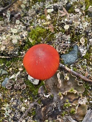 Hygrocybe conica