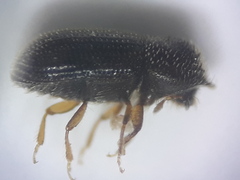Scolytinae
