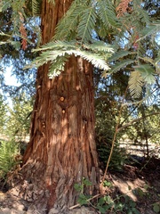 Sequoia
