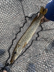 Esox lucius