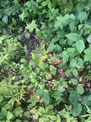 Solidago arguta
