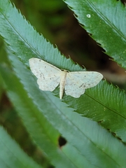 Idaea