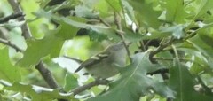 Setophaga pensylvanica