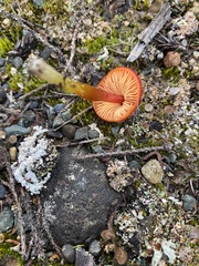 Hygrocybe conica