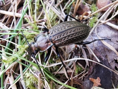 Carabus granulatus