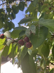 Malus baccata