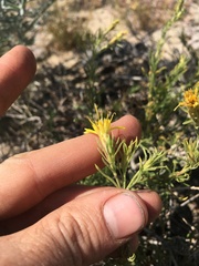 Ericameria suffruticosa