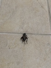 Gryllus pennsylvanicus