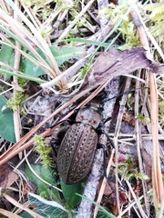 Carabus granulatus