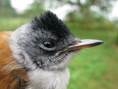 Terpsiphone atrochalybeia