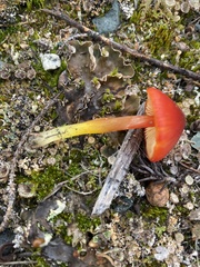 Hygrocybe conica