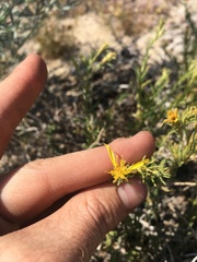 Ericameria suffruticosa