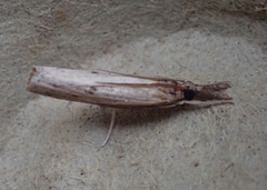 Fissicrambus mutabilis