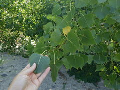 Populus tremuloides