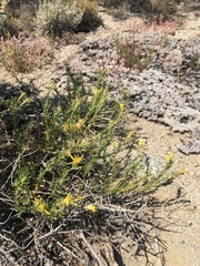 Ericameria suffruticosa