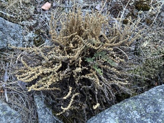 Myriopteris gracillima