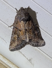 Lacinipolia meditata