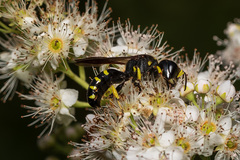Ectemnius
